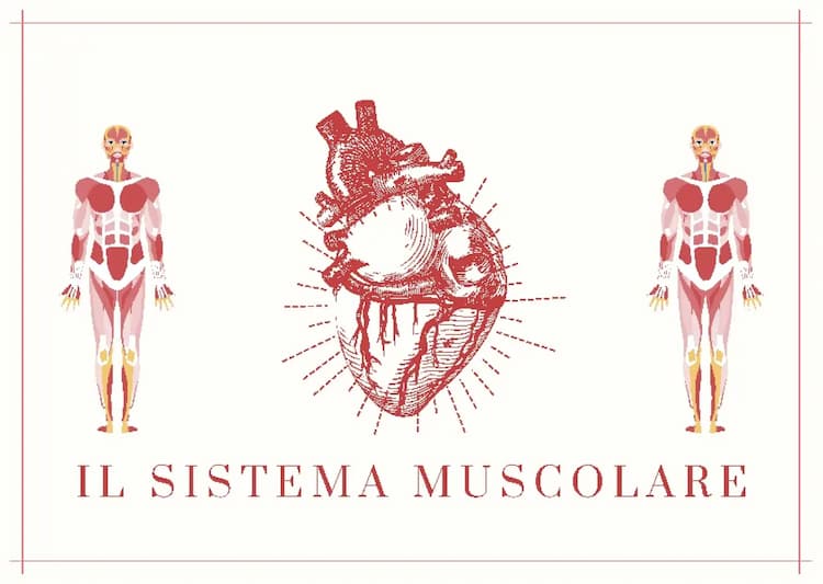 Know Apparato muscolare  thumbnail
