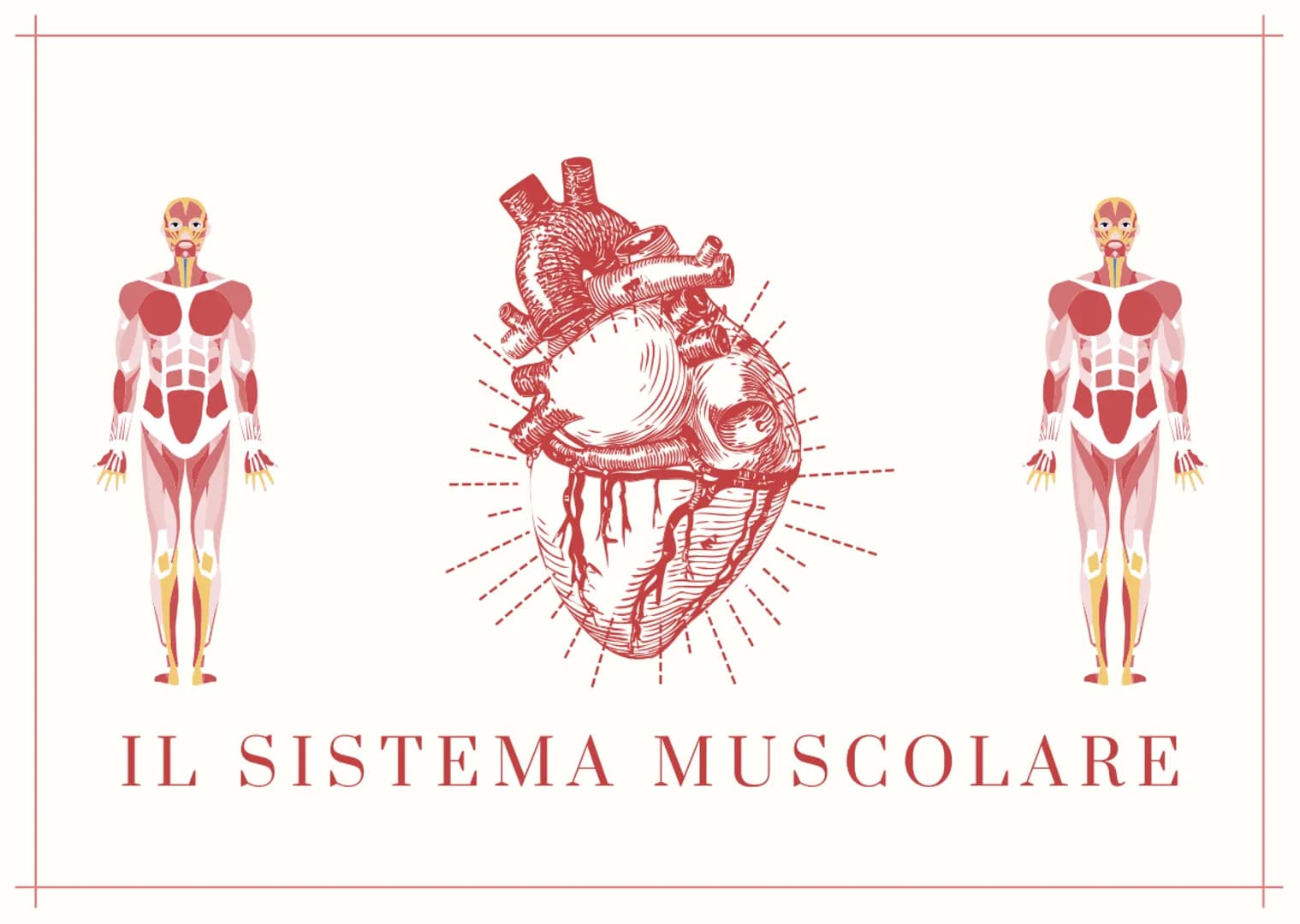 IL SISTEMA MUSCOLARE i muscoli
Sono organi attivi del movimento
• Trasformano l'energia chimica statica e inattiva in un lavoro meccanico
at