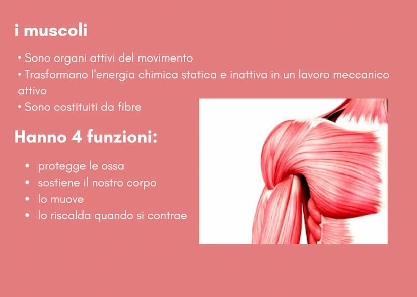 IL SISTEMA MUSCOLARE i muscoli
Sono organi attivi del movimento
• Trasformano l'energia chimica statica e inattiva in un lavoro meccanico
at