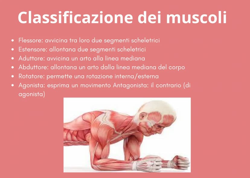 IL SISTEMA MUSCOLARE i muscoli
Sono organi attivi del movimento
• Trasformano l'energia chimica statica e inattiva in un lavoro meccanico
at