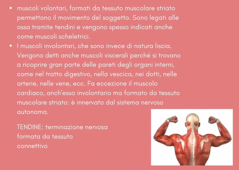 IL SISTEMA MUSCOLARE i muscoli
Sono organi attivi del movimento
• Trasformano l'energia chimica statica e inattiva in un lavoro meccanico
at