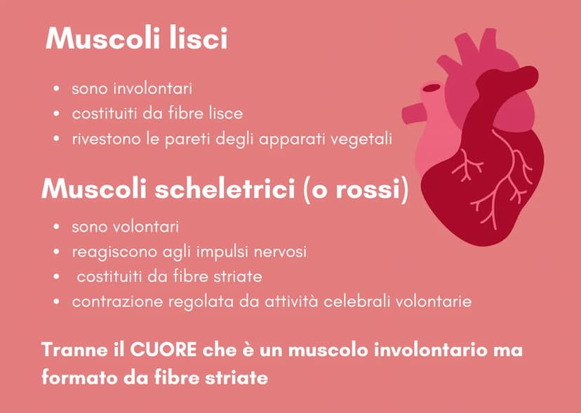 IL SISTEMA MUSCOLARE i muscoli
Sono organi attivi del movimento
• Trasformano l'energia chimica statica e inattiva in un lavoro meccanico
at