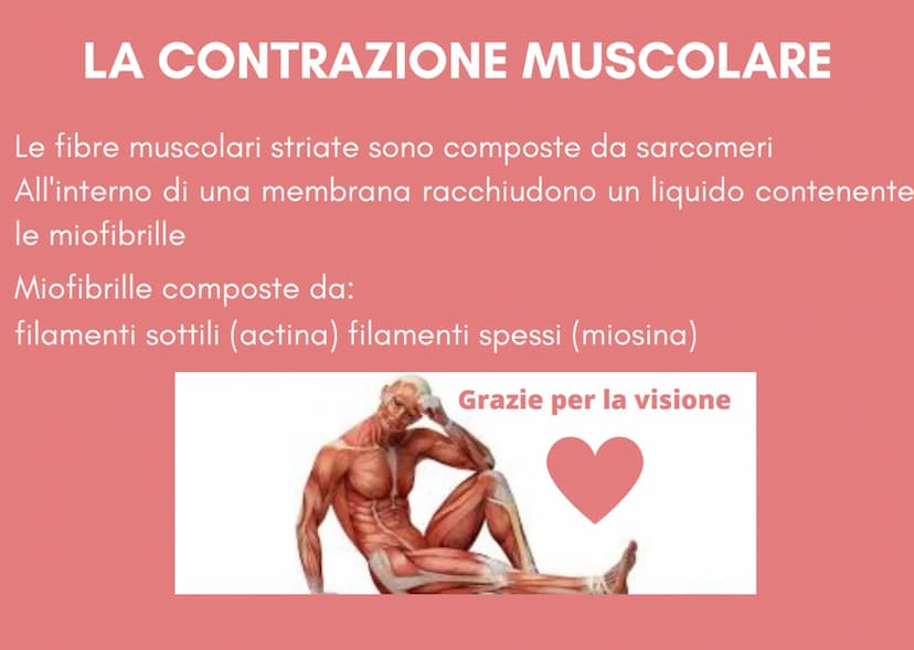 IL SISTEMA MUSCOLARE i muscoli
Sono organi attivi del movimento
• Trasformano l'energia chimica statica e inattiva in un lavoro meccanico
at
