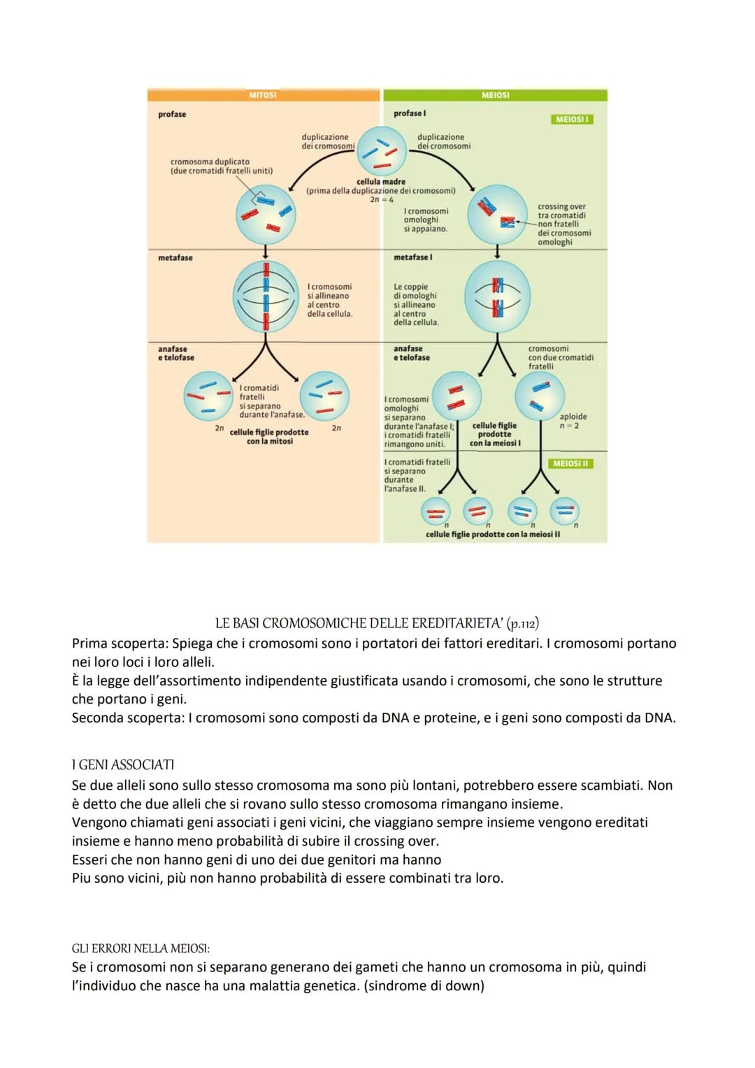 La riproduzione cellulare
Mitosi e meiosi
Per riprodursi, negli organismi unicellulari, avviene la divisione cellulare, quindi una CLONAZION
