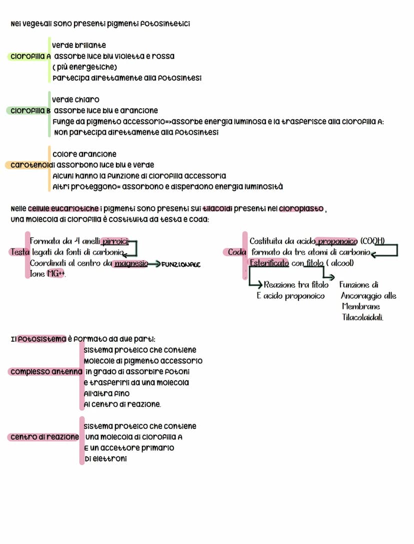 La fotosintesi clorofilliana
La fotosintesi clorofilliana-> è il processo mediante il quale una cellula/organismo vegetale, utilizzando
comp
