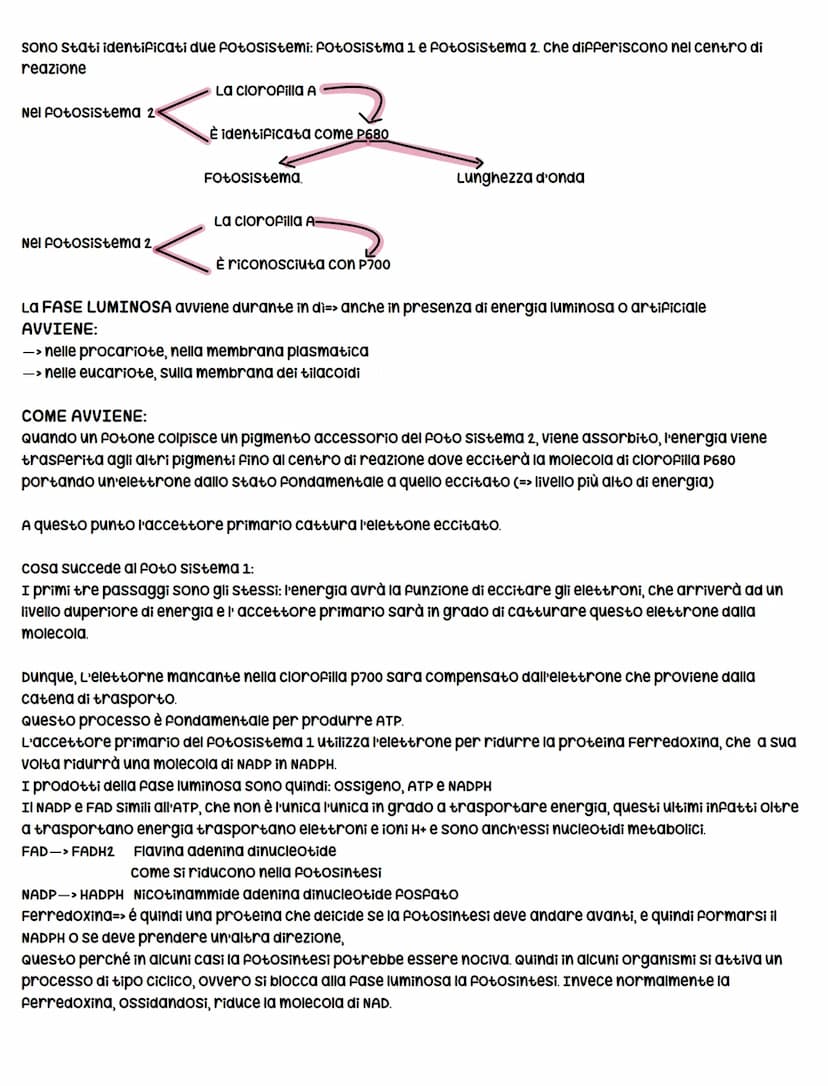 La fotosintesi clorofilliana
La fotosintesi clorofilliana-> è il processo mediante il quale una cellula/organismo vegetale, utilizzando
comp
