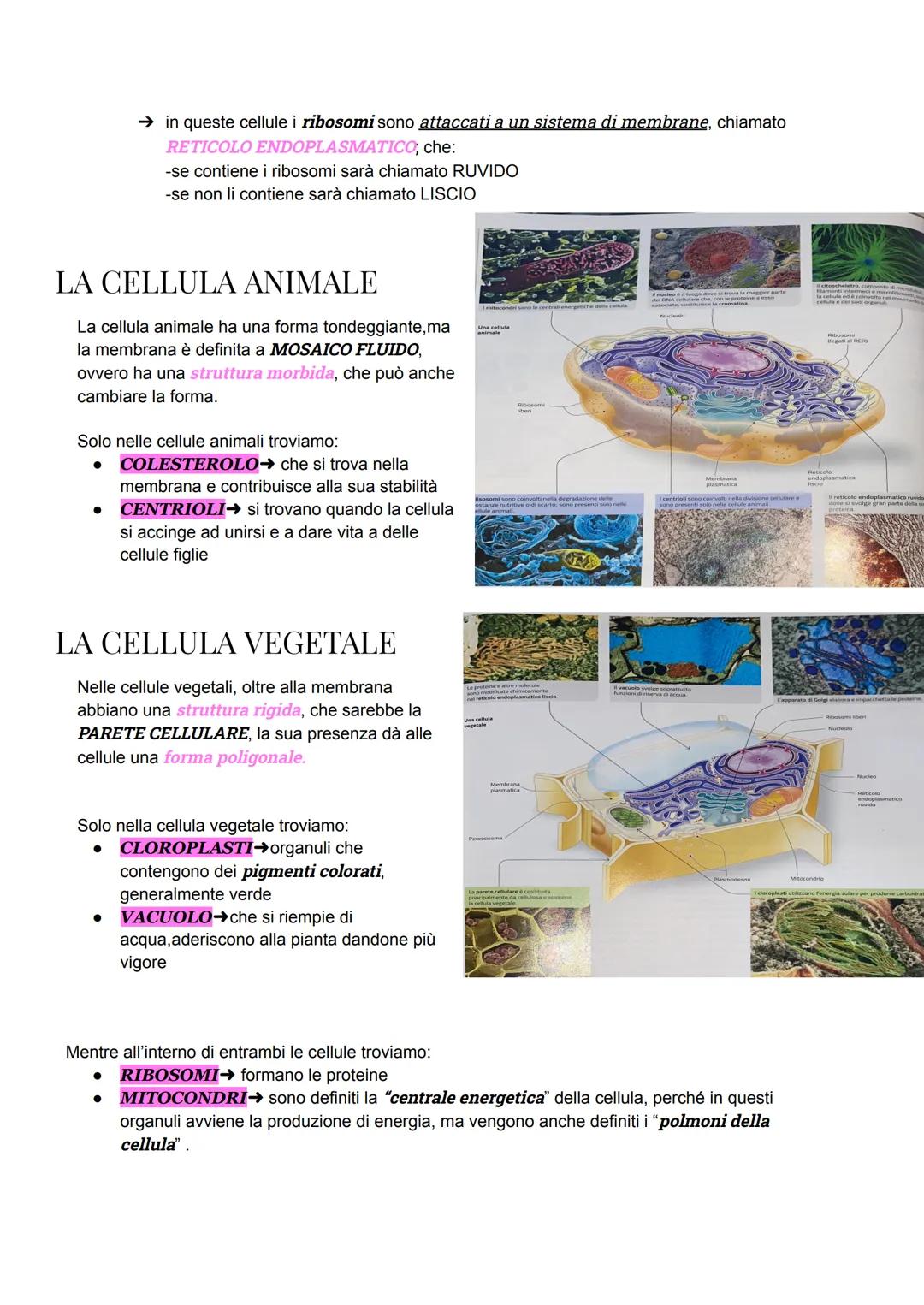 # LA CELLULA PROCARIOTE

Le CELLULE PROCARIOTE sono le cellule che contengono gli archei e i batteri, sono state le
prime a formarsi, quindi