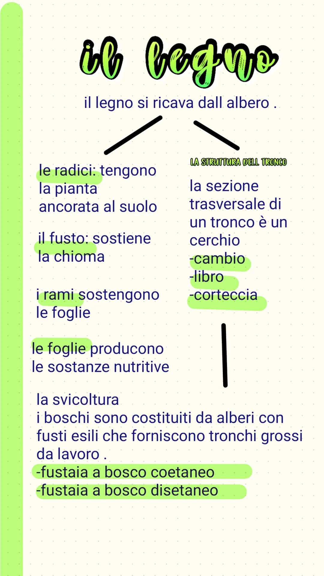 il begno
il legno si ricava dall albero.
le radici: tengono
la pianta
ancorata al suolo
il fusto: sostiene
la chioma
i rami sostengono
le fo