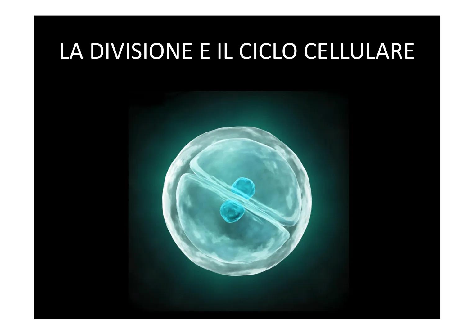 # LA DIVISIONE E IL CICLO CELLULARE Una delle proprietà delle cellule è quella di riprodursi. Il processo
che permette a una cellula di divi