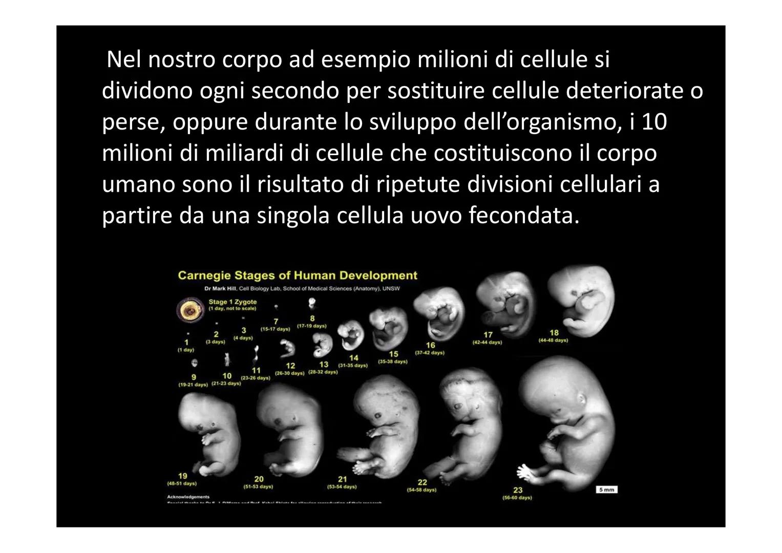 # LA DIVISIONE E IL CICLO CELLULARE Una delle proprietà delle cellule è quella di riprodursi. Il processo
che permette a una cellula di divi