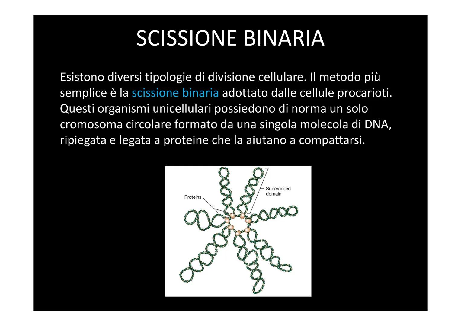 # LA DIVISIONE E IL CICLO CELLULARE Una delle proprietà delle cellule è quella di riprodursi. Il processo
che permette a una cellula di divi