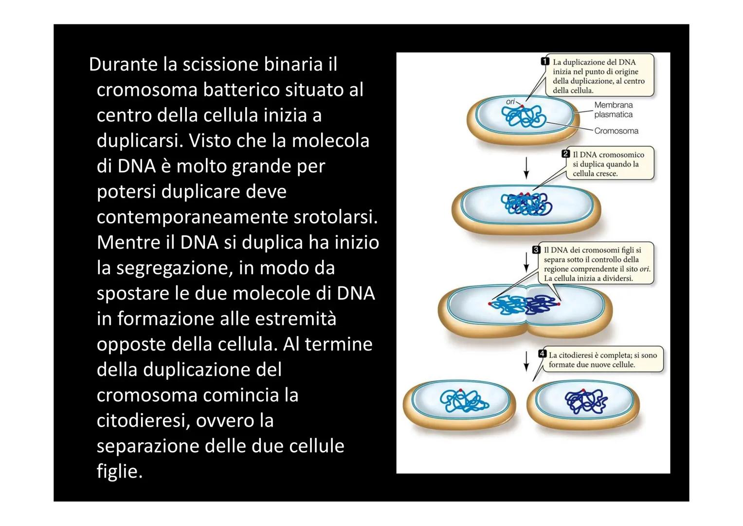 # LA DIVISIONE E IL CICLO CELLULARE Una delle proprietà delle cellule è quella di riprodursi. Il processo
che permette a una cellula di divi