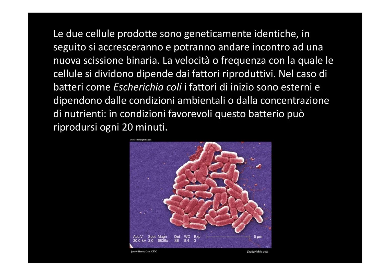 # LA DIVISIONE E IL CICLO CELLULARE Una delle proprietà delle cellule è quella di riprodursi. Il processo
che permette a una cellula di divi