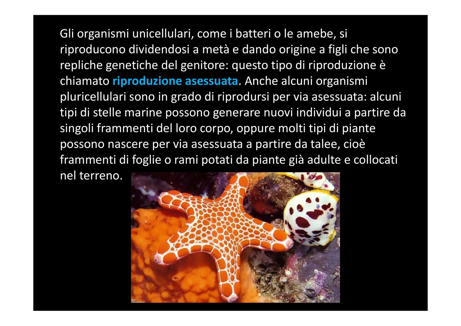 # LA DIVISIONE E IL CICLO CELLULARE Una delle proprietà delle cellule è quella di riprodursi. Il processo
che permette a una cellula di divi