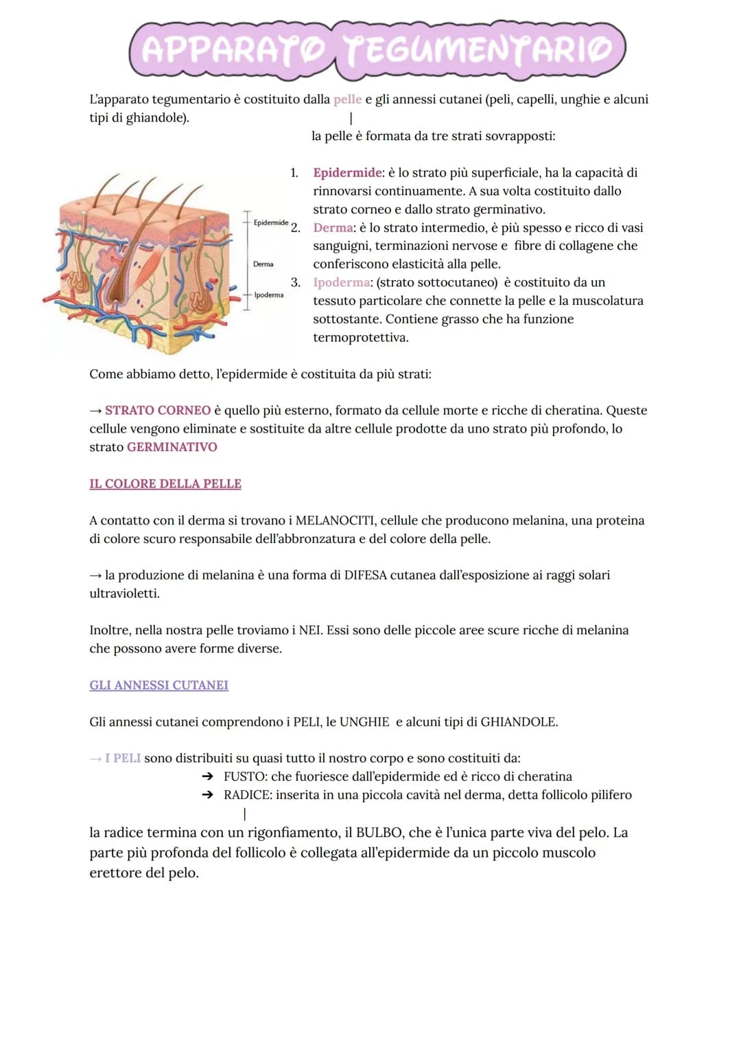 
<p>L'apparato tegumentario è costituito dalla pelle e gli annessi cutanei, ovvero peli, capelli, unghie e alcuni tipi di ghiandole. La pell