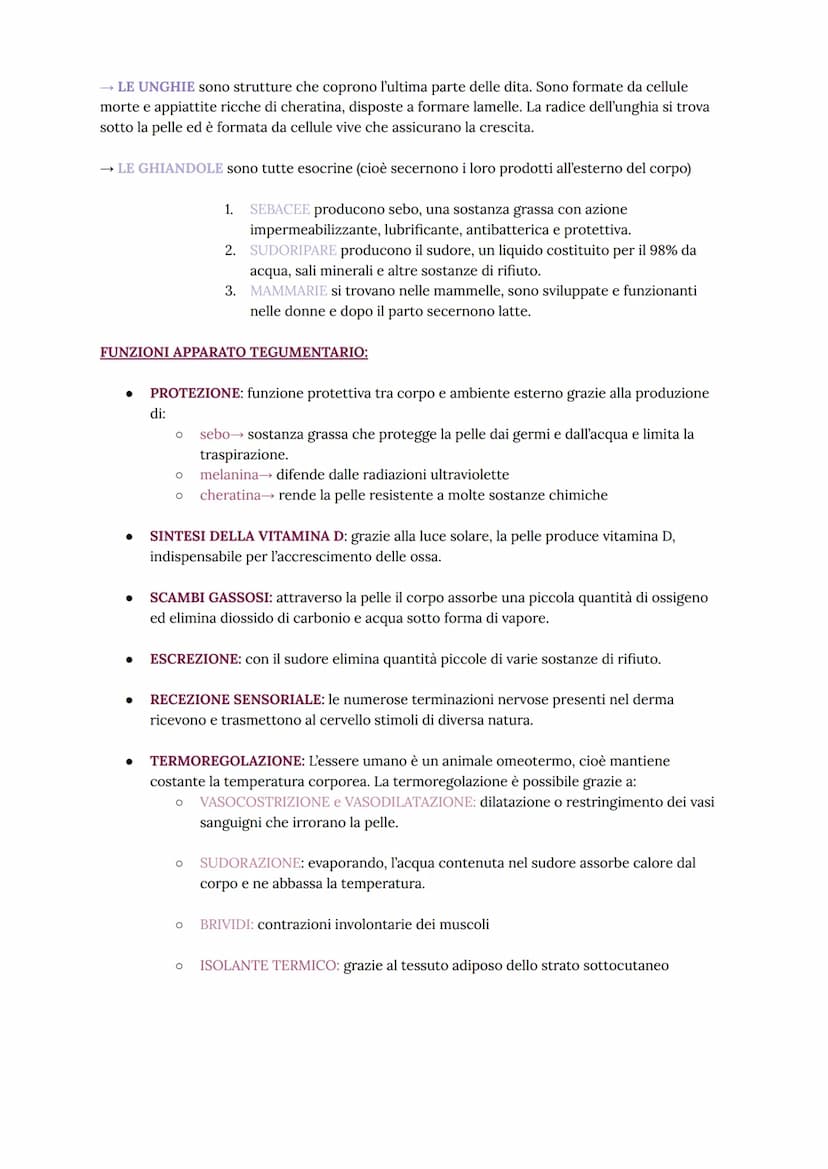 
<p>L'apparato tegumentario è costituito dalla pelle e gli annessi cutanei, ovvero peli, capelli, unghie e alcuni tipi di ghiandole. La pell