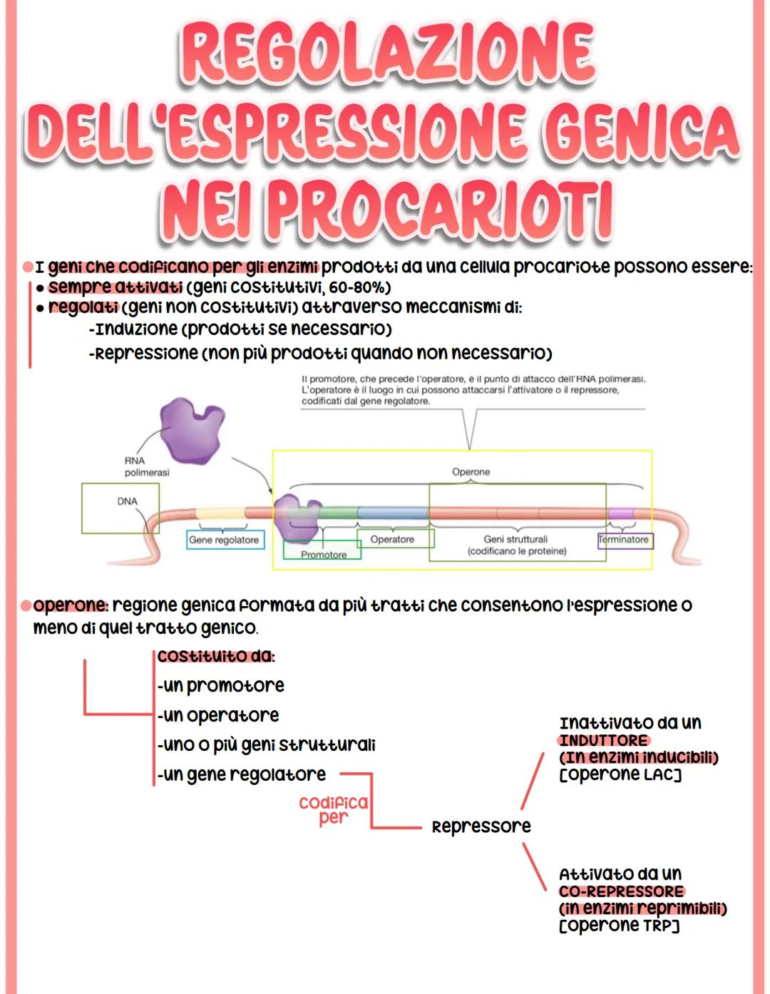 REGOLAZIONE
DELL'ESPRESSIONE GENICA
NEI PROCARIOTI
I geni che codificano per gli enzimi prodotti da una cellula procariote possono essere:
s