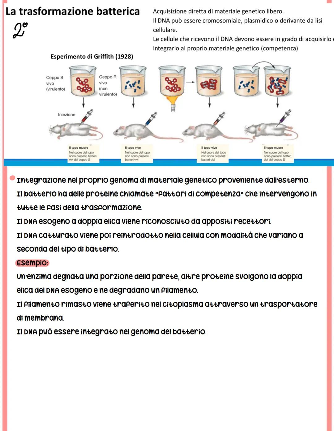 REGOLAZIONE
DELL'ESPRESSIONE GENICA
NEI PROCARIOTI
I geni che codificano per gli enzimi prodotti da una cellula procariote possono essere:
s