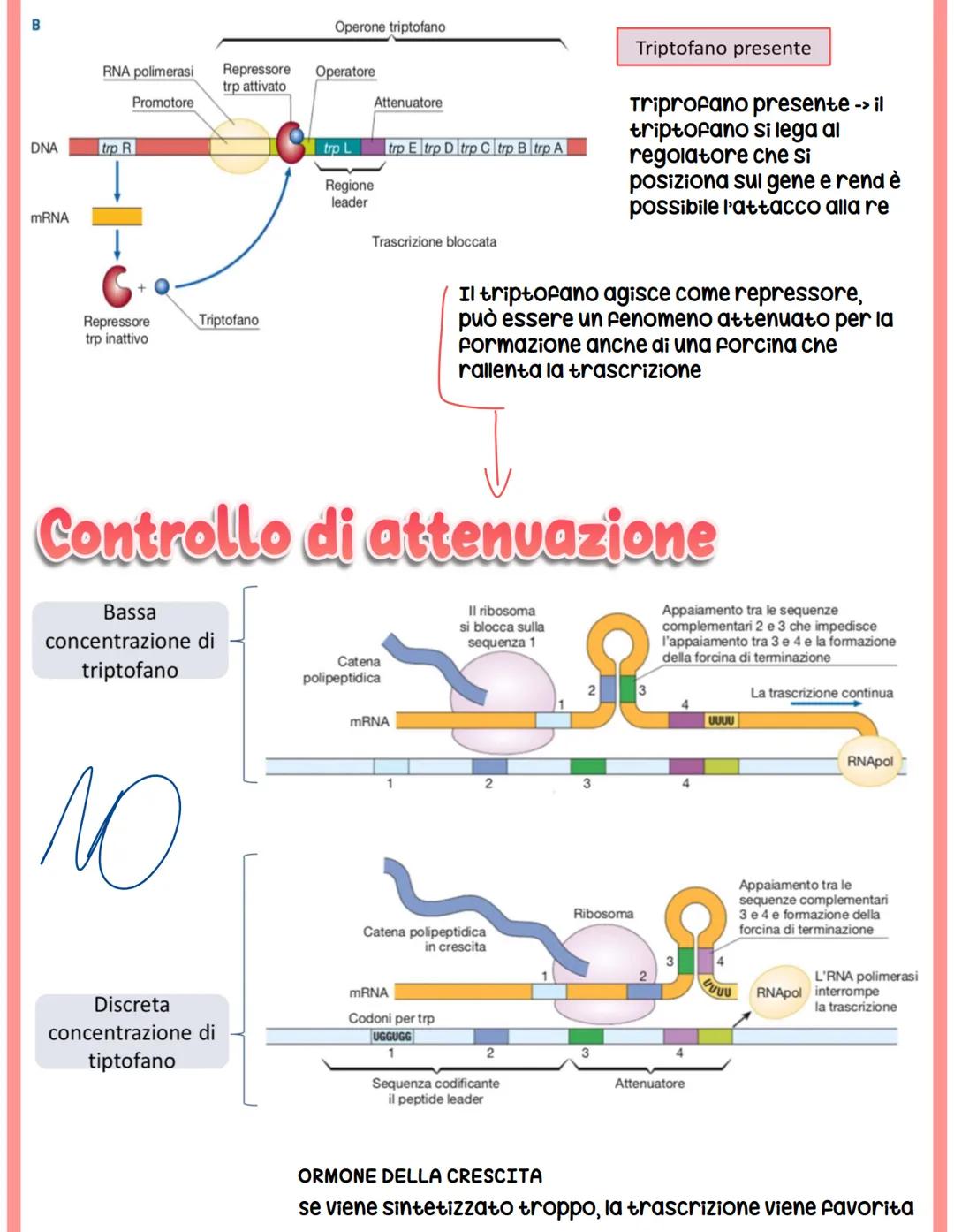 REGOLAZIONE
DELL'ESPRESSIONE GENICA
NEI PROCARIOTI
I geni che codificano per gli enzimi prodotti da una cellula procariote possono essere:
s