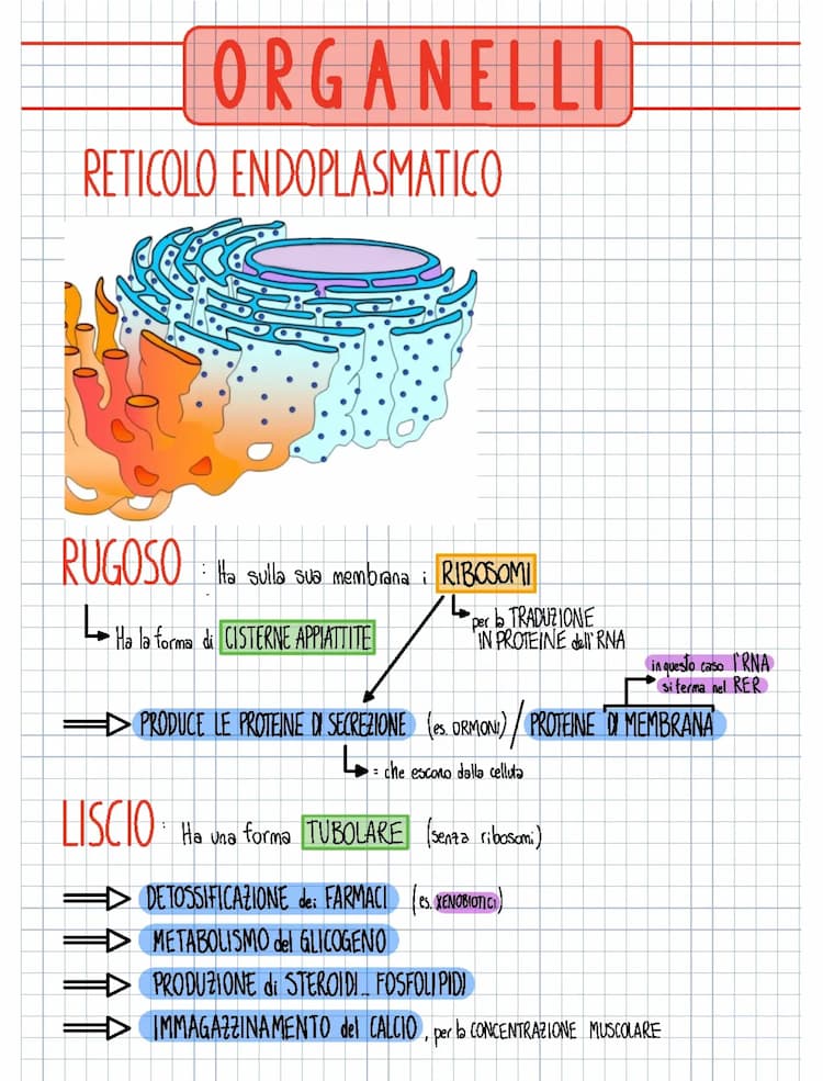 Know ORGANELLI- RETICOLO ENDOPLASMATICO-APPARATO DI GOLGI-NUCLEO ATOMICO thumbnail