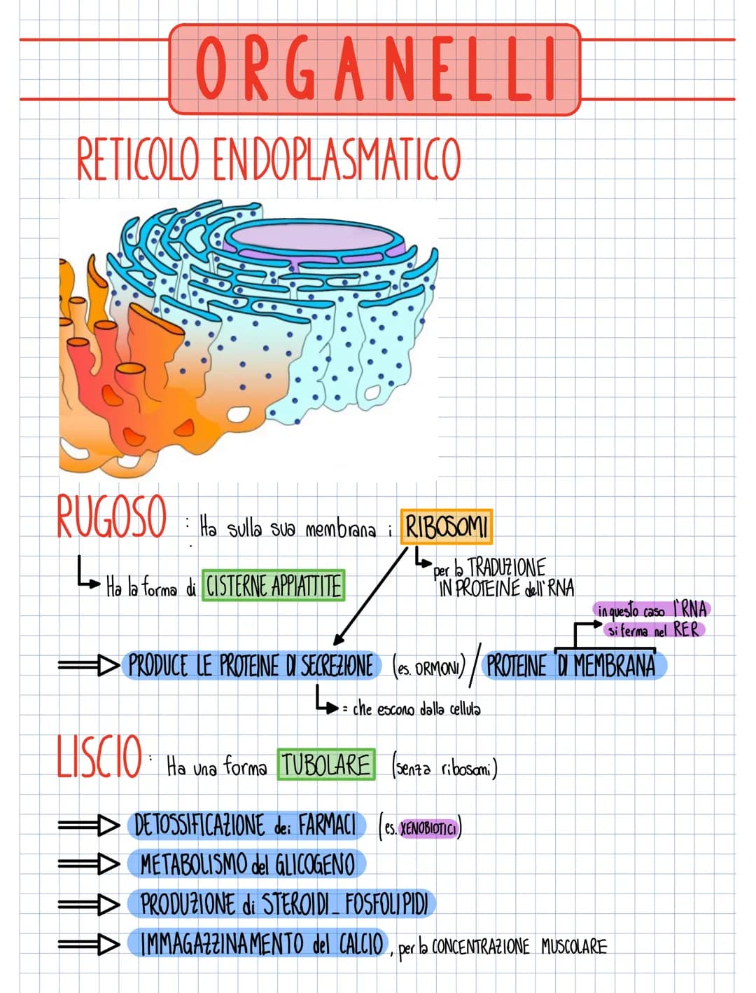RETICOLO ENDOPLASMATICO
RUGOSO
ORGANELLI
Ha sulla sua membrana
Ha la forma
Ha la forma di CISTERNE APPIATTITE
允允允
i
RIBOSOMI
per
TRADUZIONE

