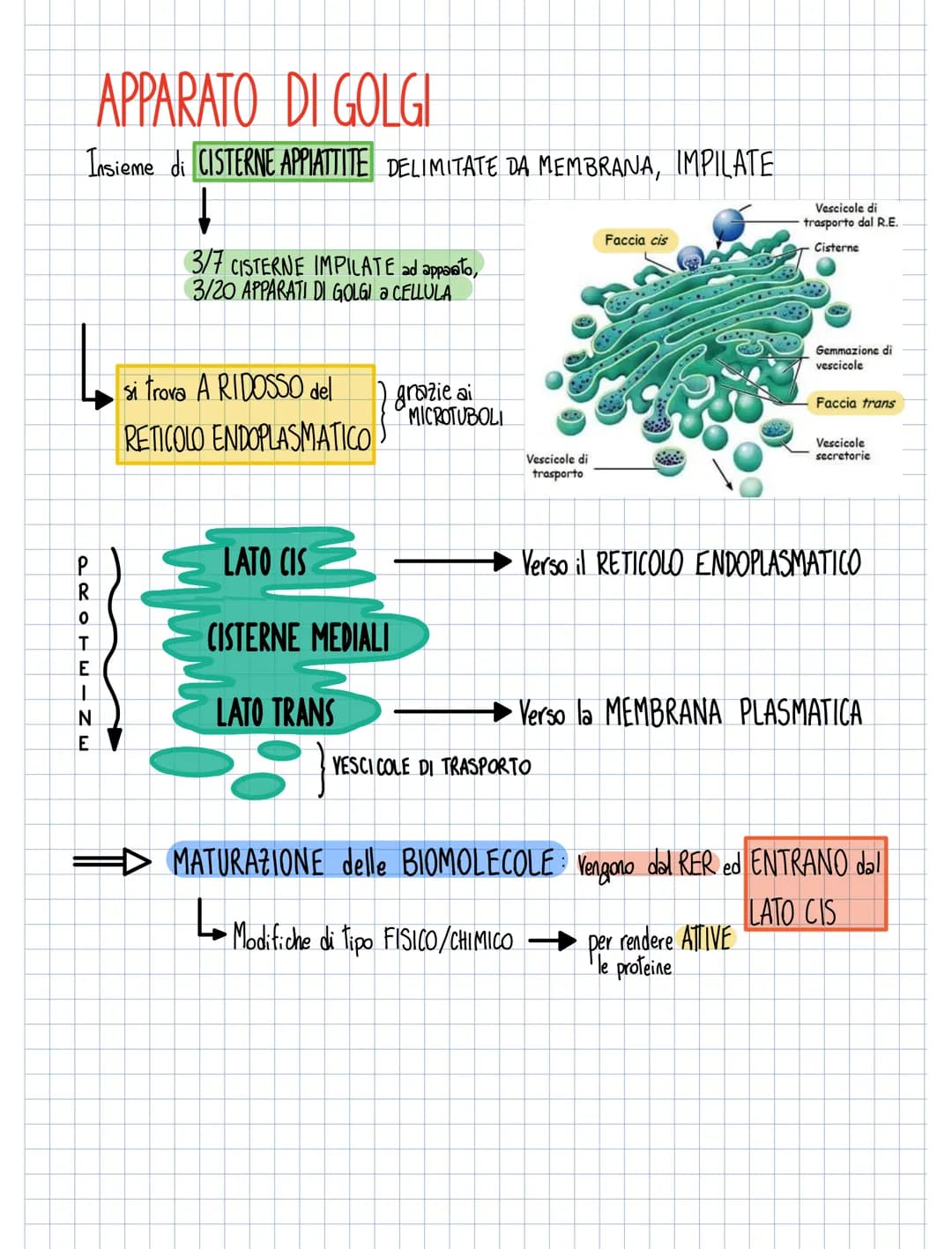 RETICOLO ENDOPLASMATICO
RUGOSO
ORGANELLI
Ha sulla sua membrana
Ha la forma
Ha la forma di CISTERNE APPIATTITE
允允允
i
RIBOSOMI
per
TRADUZIONE
