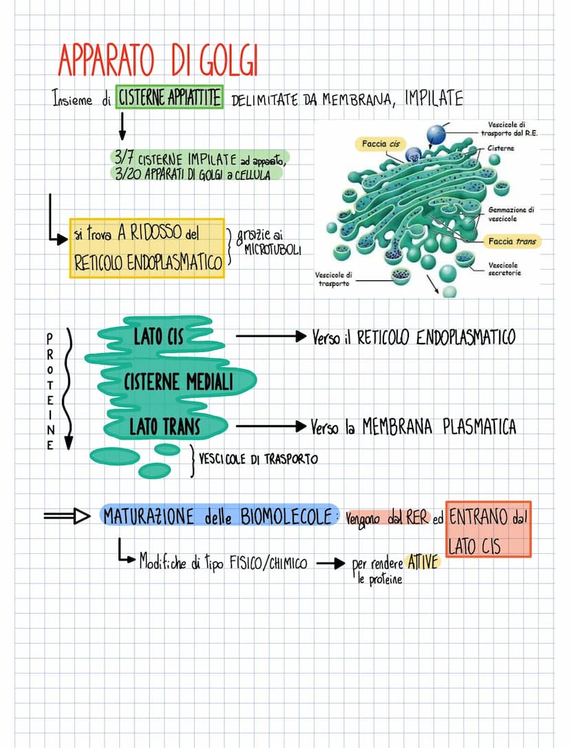 RETICOLO ENDOPLASMATICO
RUGOSO
ORGANELLI
Ha sulla sua membrana
Ha la forma
Ha la forma di CISTERNE APPIATTITE
允允允
i
RIBOSOMI
per
TRADUZIONE
