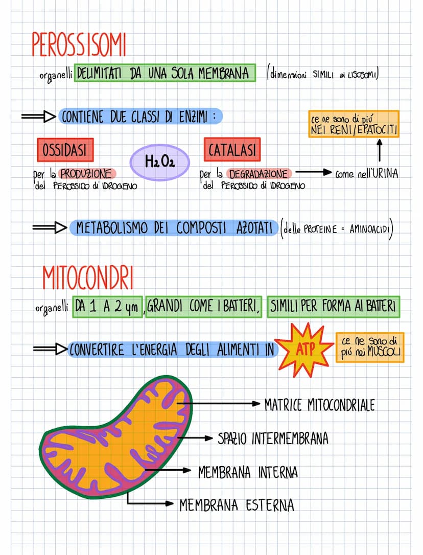 RETICOLO ENDOPLASMATICO
RUGOSO
ORGANELLI
Ha sulla sua membrana
Ha la forma
Ha la forma di CISTERNE APPIATTITE
允允允
i
RIBOSOMI
per
TRADUZIONE
