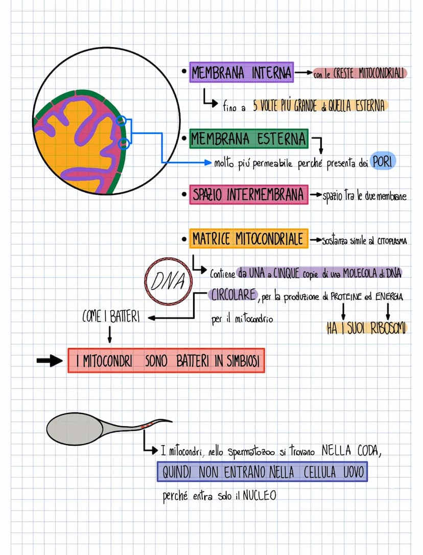 RETICOLO ENDOPLASMATICO
RUGOSO
ORGANELLI
Ha sulla sua membrana
Ha la forma
Ha la forma di CISTERNE APPIATTITE
允允允
i
RIBOSOMI
per
TRADUZIONE
