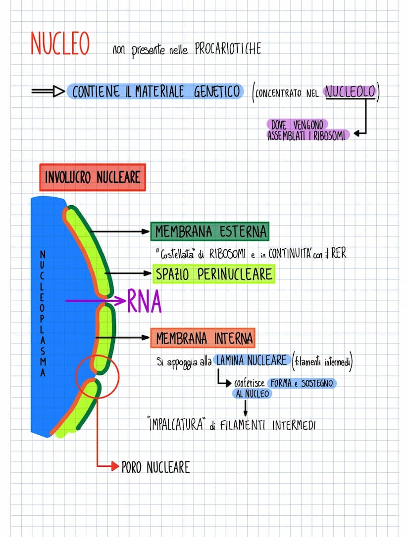 RETICOLO ENDOPLASMATICO
RUGOSO
ORGANELLI
Ha sulla sua membrana
Ha la forma
Ha la forma di CISTERNE APPIATTITE
允允允
i
RIBOSOMI
per
TRADUZIONE
