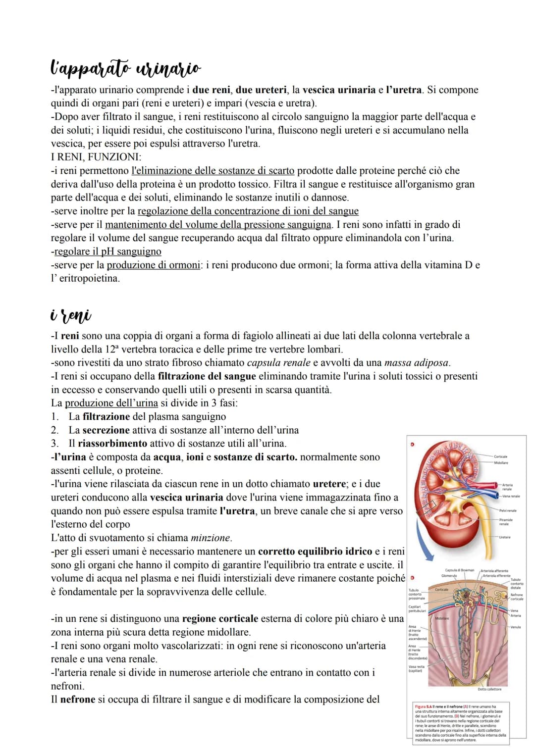 l'apparato urinario
-l'apparato urinario comprende i due reni, due ureteri, la vescica urinaria e l'uretra. Si compone
quindi di organi pari