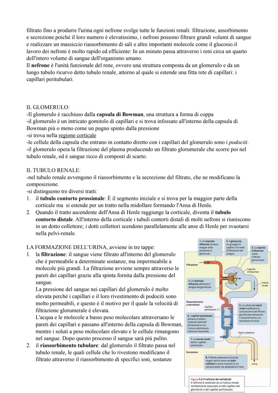 l'apparato urinario
-l'apparato urinario comprende i due reni, due ureteri, la vescica urinaria e l'uretra. Si compone
quindi di organi pari