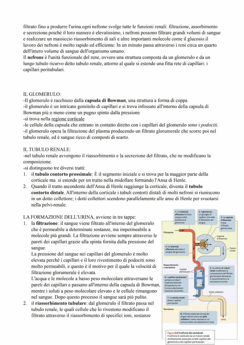 l'apparato urinario
-l'apparato urinario comprende i due reni, due ureteri, la vescica urinaria e l'uretra. Si compone
quindi di organi pari