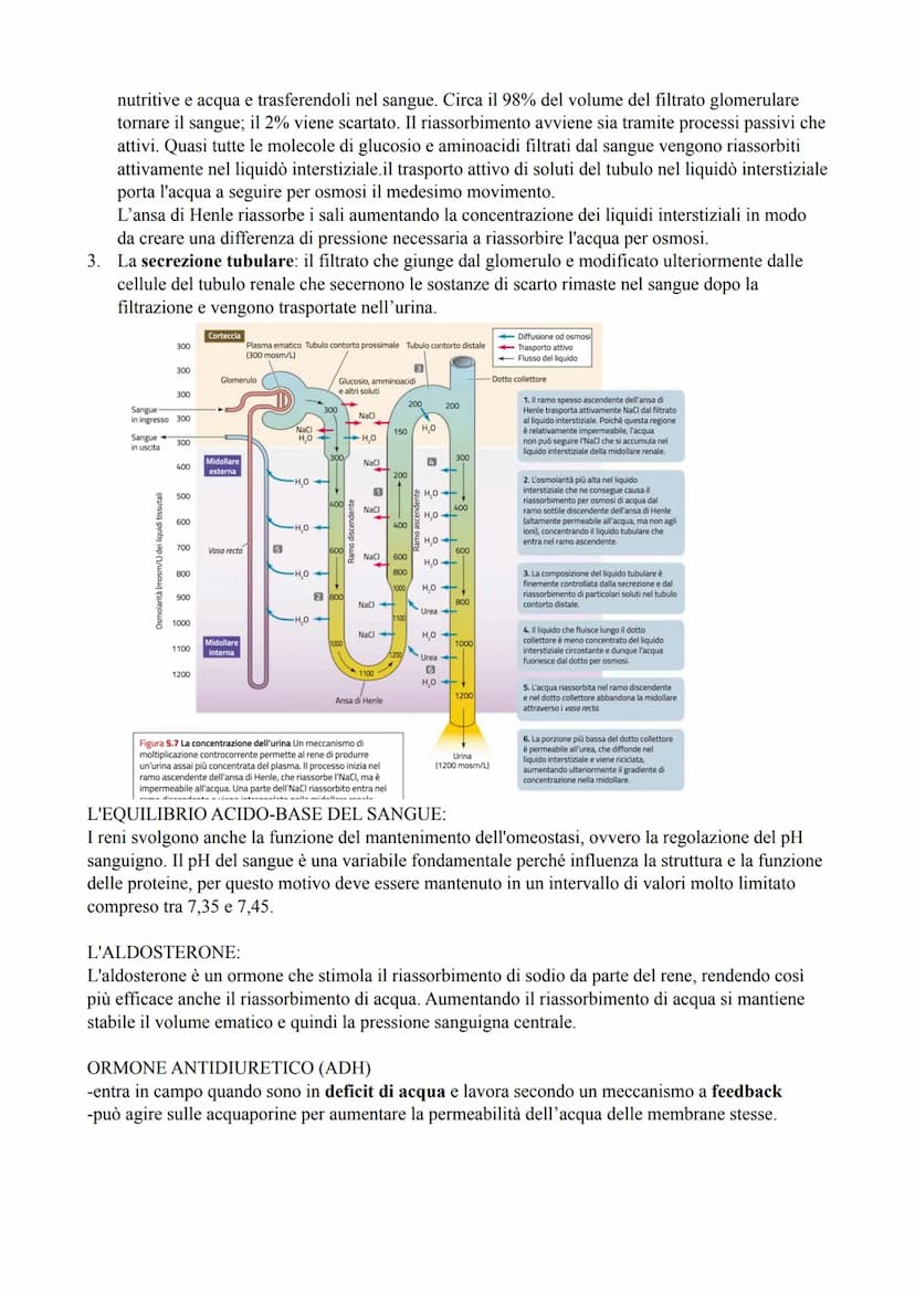 l'apparato urinario
-l'apparato urinario comprende i due reni, due ureteri, la vescica urinaria e l'uretra. Si compone
quindi di organi pari