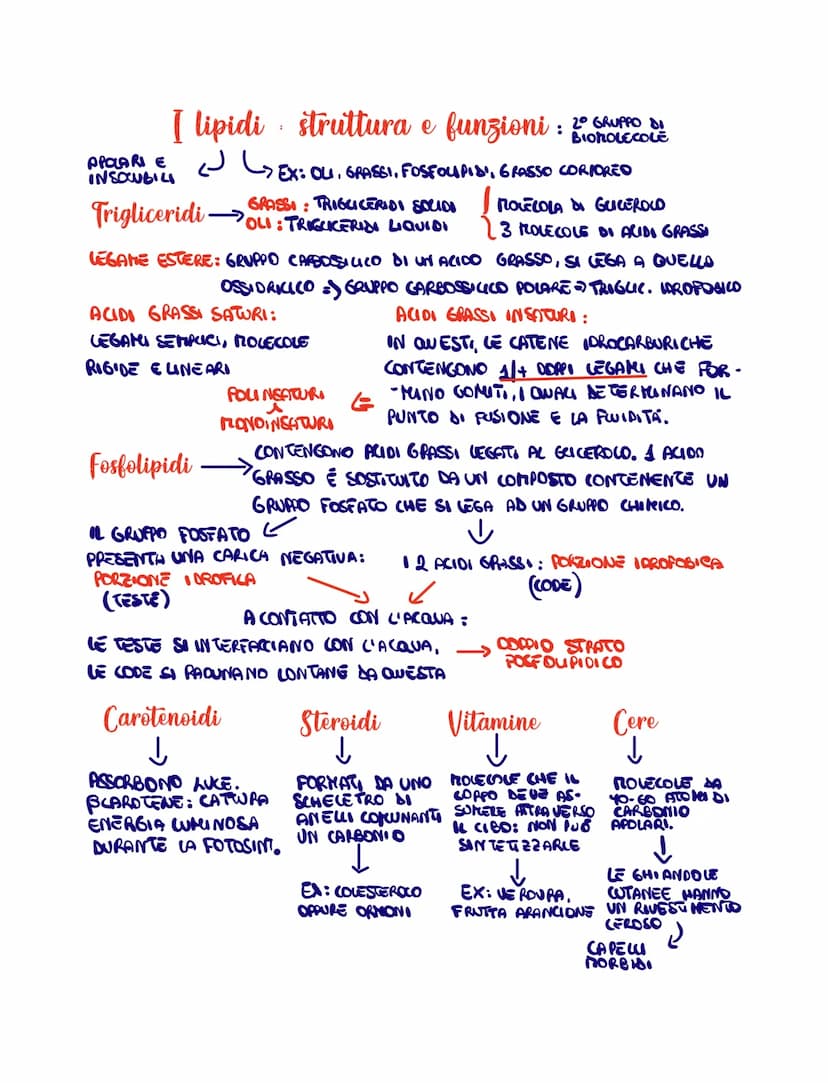 
<p>I carboidrati costituiscono il 1° gruppo di biomolecole e possono essere divisi in diverse categorie in base al numero di atomi di carbo