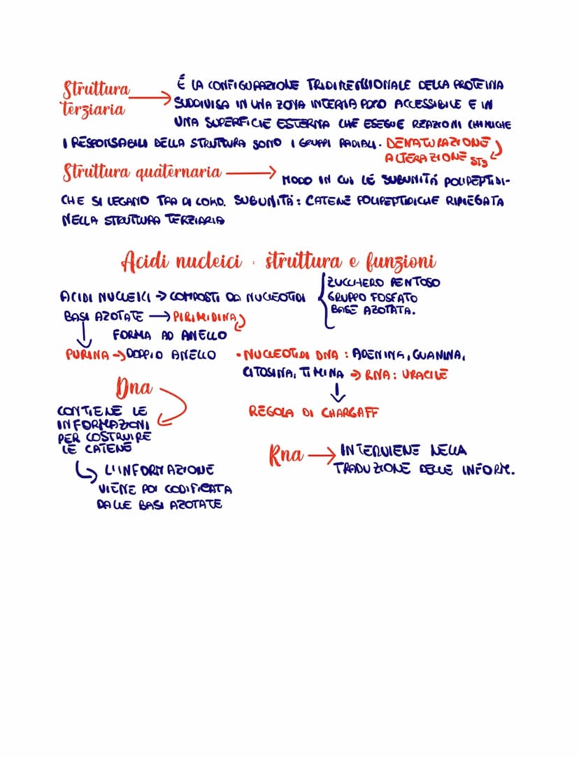 
<p>I carboidrati costituiscono il 1° gruppo di biomolecole e possono essere divisi in diverse categorie in base al numero di atomi di carbo