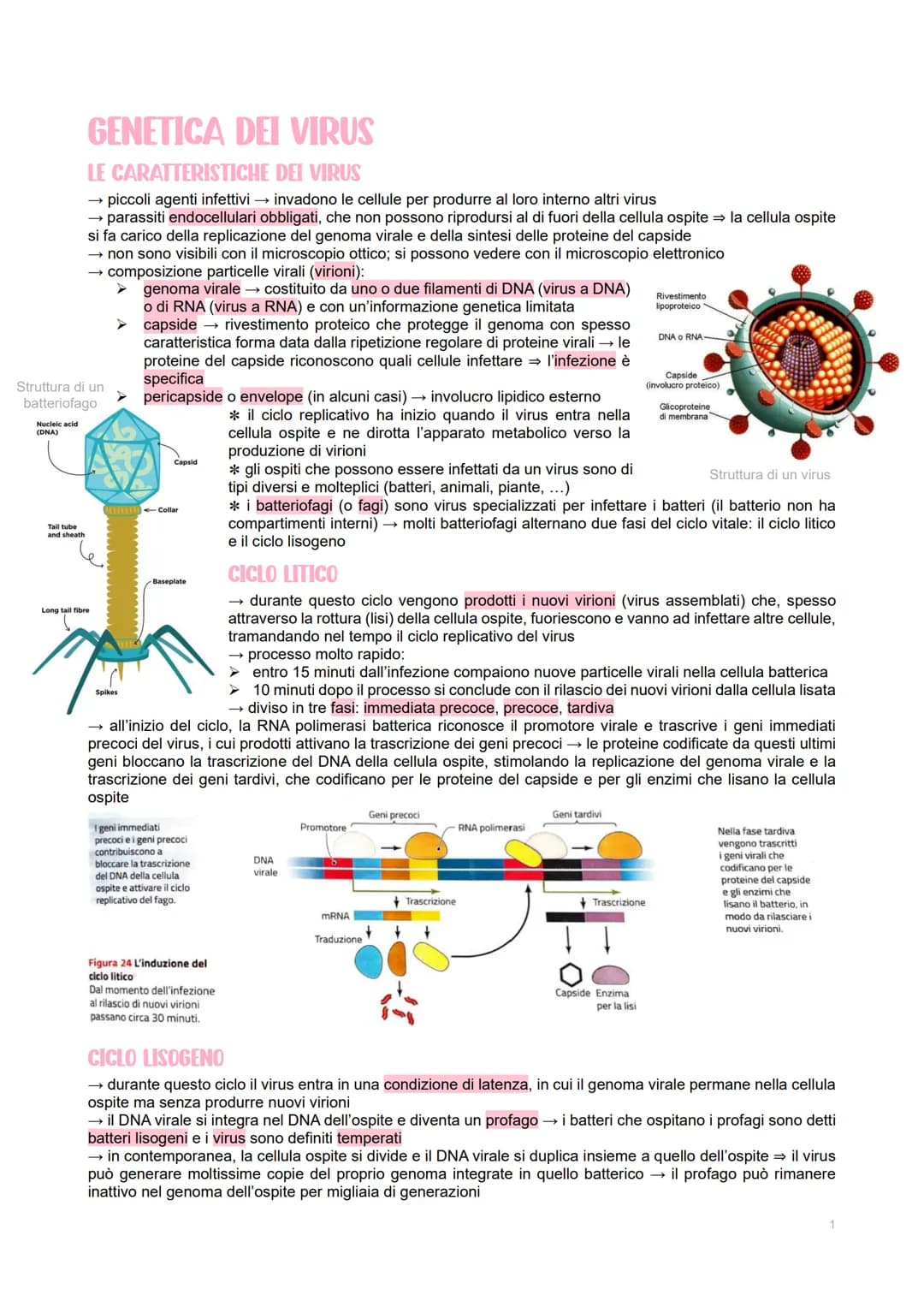 GENETICA DEI VIRUS
LE CARATTERISTICHE DEI VIRUS
→ piccoli agenti infettivi → invadono le cellule per produrre al loro interno altri virus
→ 