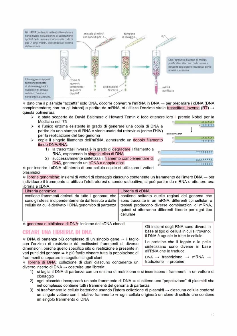 GENETICA DEI VIRUS
LE CARATTERISTICHE DEI VIRUS
→ piccoli agenti infettivi → invadono le cellule per produrre al loro interno altri virus
→ 
