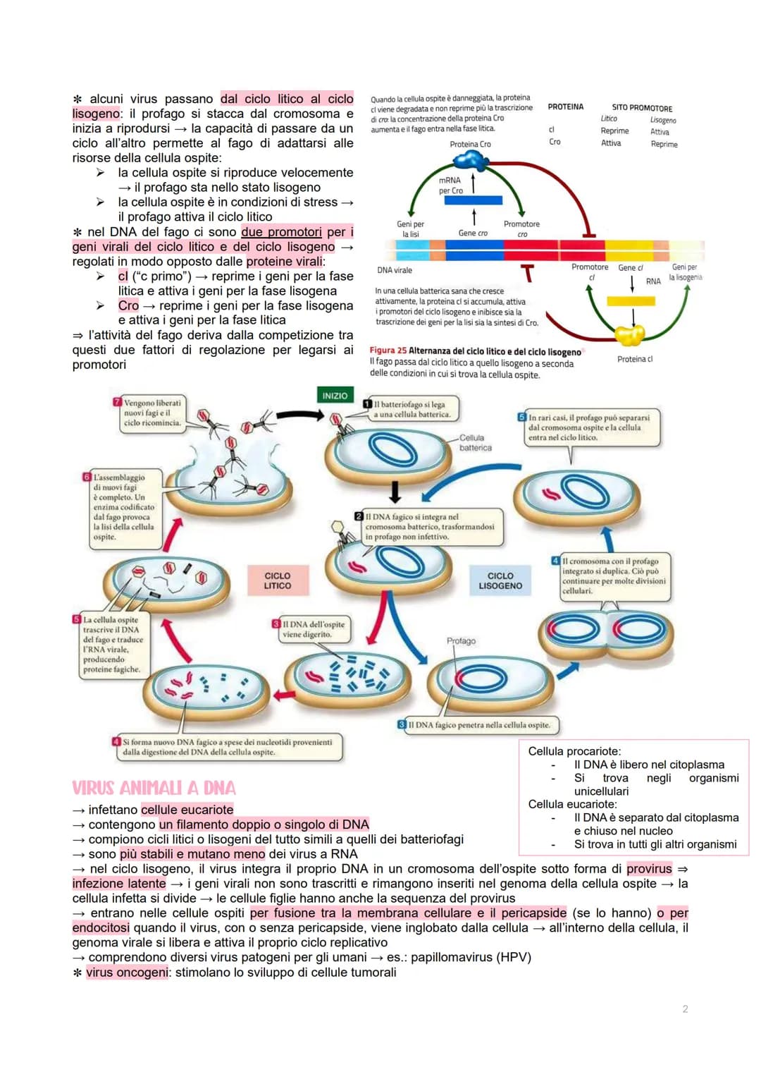 GENETICA DEI VIRUS
LE CARATTERISTICHE DEI VIRUS
→ piccoli agenti infettivi → invadono le cellule per produrre al loro interno altri virus
→ 