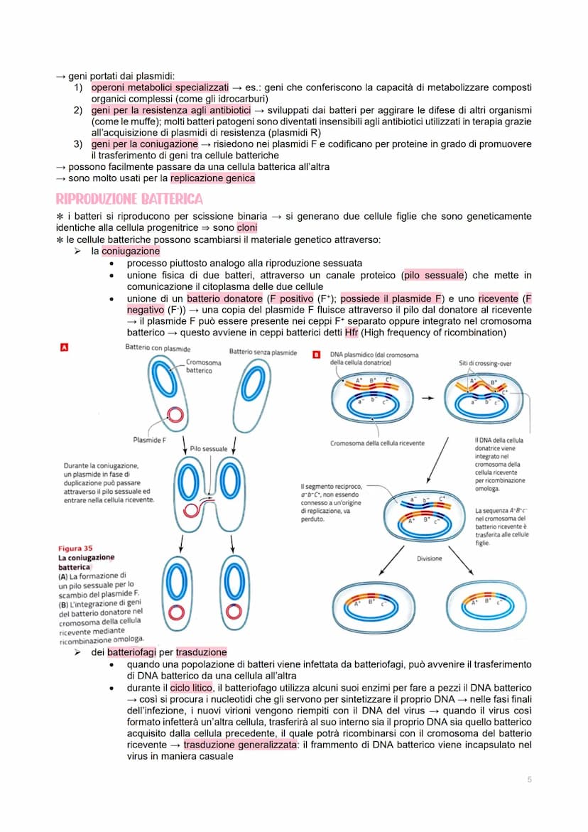GENETICA DEI VIRUS
LE CARATTERISTICHE DEI VIRUS
→ piccoli agenti infettivi → invadono le cellule per produrre al loro interno altri virus
→ 