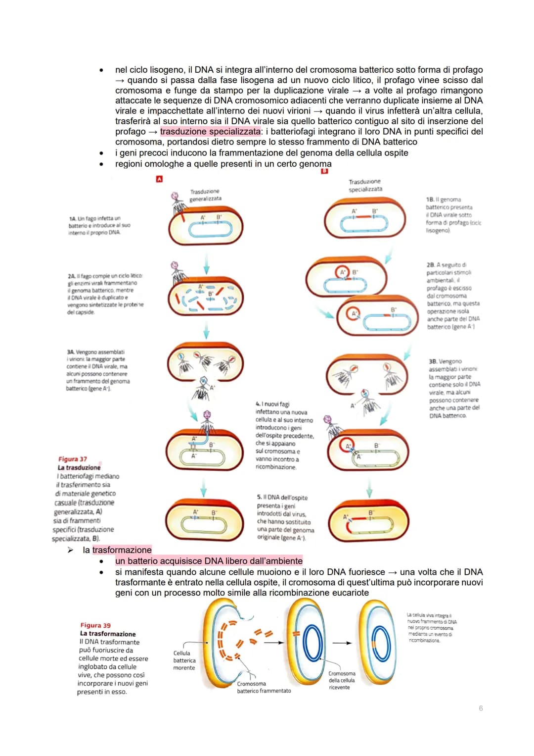 GENETICA DEI VIRUS
LE CARATTERISTICHE DEI VIRUS
→ piccoli agenti infettivi → invadono le cellule per produrre al loro interno altri virus
→ 