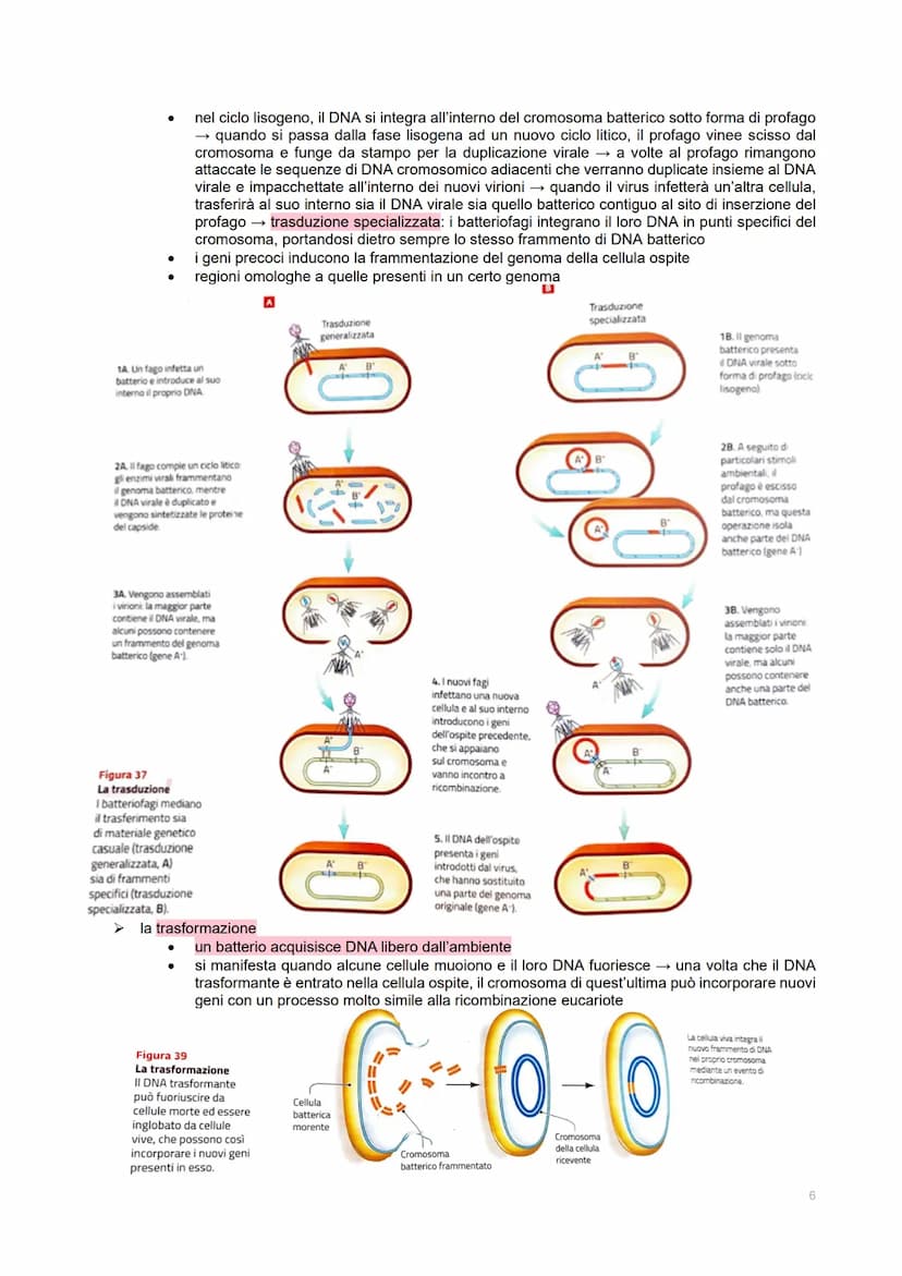 GENETICA DEI VIRUS
LE CARATTERISTICHE DEI VIRUS
→ piccoli agenti infettivi → invadono le cellule per produrre al loro interno altri virus
→ 