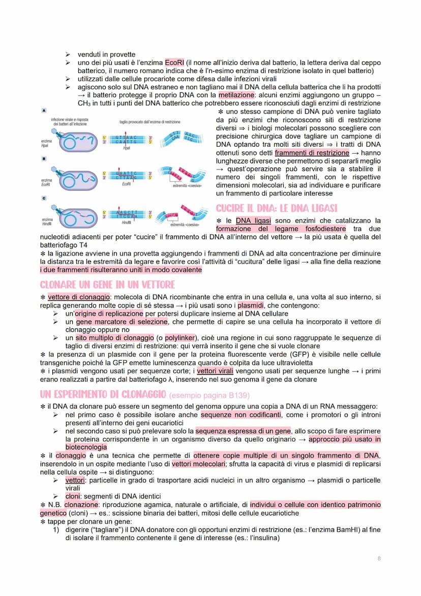 GENETICA DEI VIRUS
LE CARATTERISTICHE DEI VIRUS
→ piccoli agenti infettivi → invadono le cellule per produrre al loro interno altri virus
→ 