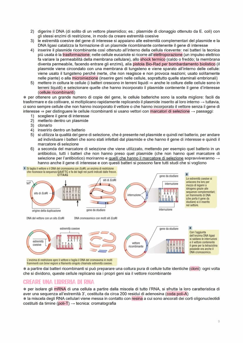 GENETICA DEI VIRUS
LE CARATTERISTICHE DEI VIRUS
→ piccoli agenti infettivi → invadono le cellule per produrre al loro interno altri virus
→ 