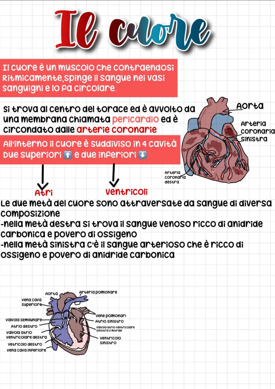 Il cuore è un muscolo che contraendosi
Ritmicamente, spinge il sangue nei vasi
sanguigni e lo fa circolare.
si trova al centro del torace ed