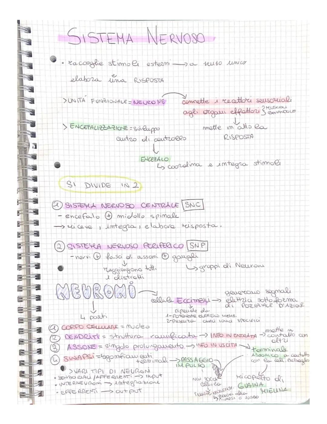 Sistema Nervoso Semplificato per la Terza Media - PDF e Schema