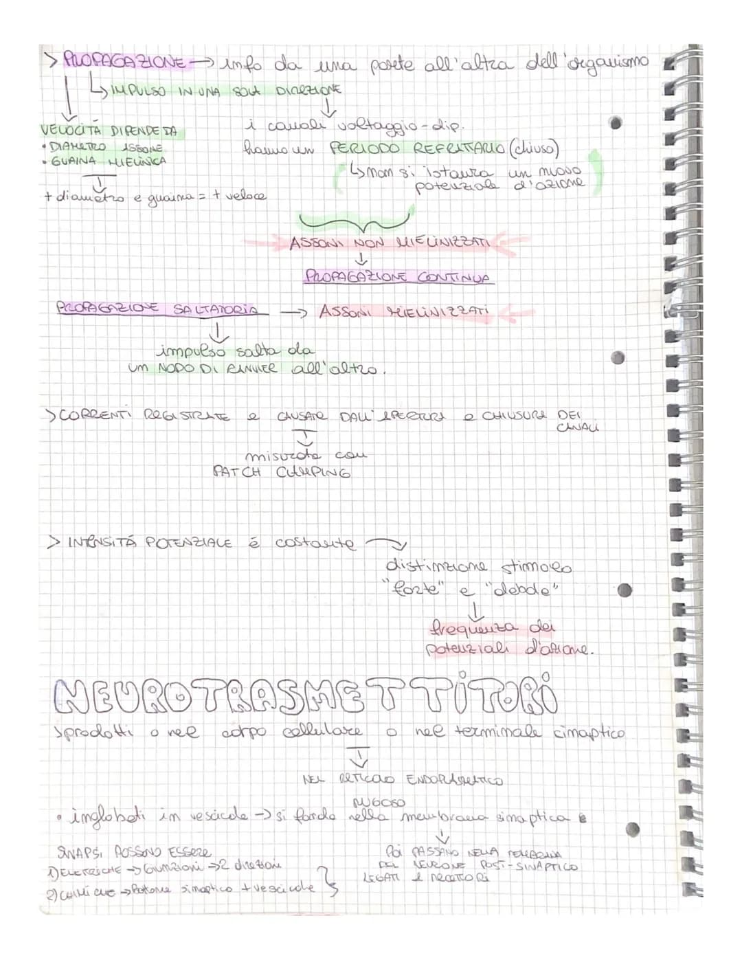 SISTEMA NERVOSO
raccoglie stimoli esterni a seuso unico
elabora una RISPOSTA
>UNITA FUNZIONALE=NEURONE
> ENCEFALIZZAZIONE = Sviluppo
SI DIVI