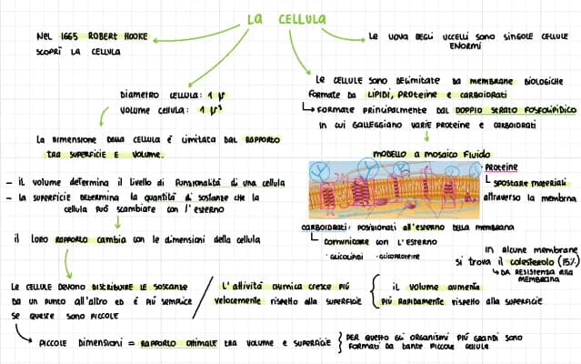 Know La cellula thumbnail