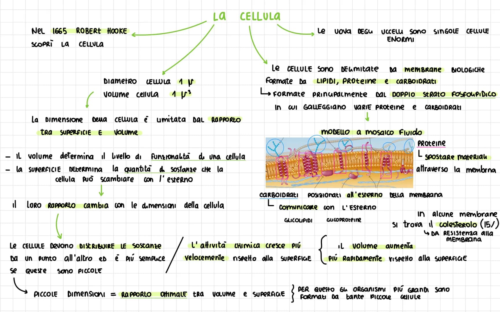 -
Nel 1665 ROBERT HOOKE
SCOPRI La CELLULA
Diametro CELLULA 1
VOLUME cellula
La
La Dimensione Dena CELLULa è umitata DAL RAPPORTO
tra SUPERFI