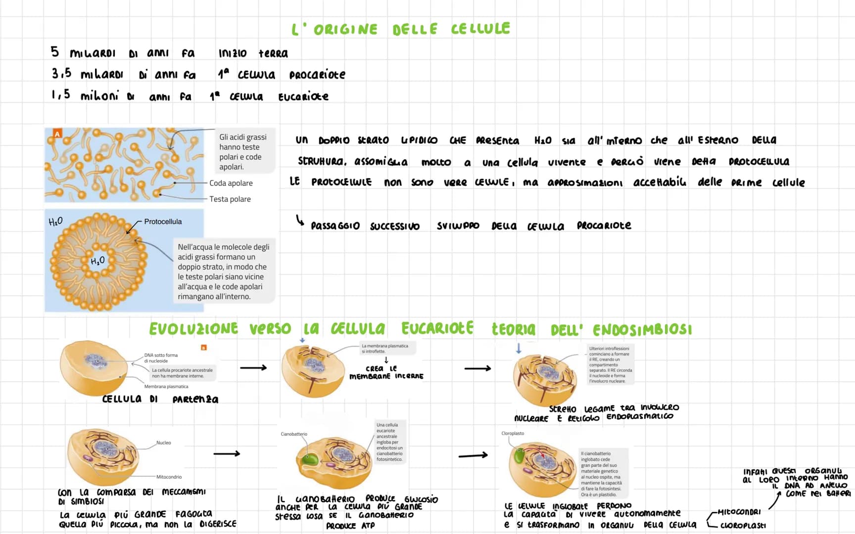 -
Nel 1665 ROBERT HOOKE
SCOPRI La CELLULA
Diametro CELLULA 1
VOLUME cellula
La
La Dimensione Dena CELLULa è umitata DAL RAPPORTO
tra SUPERFI